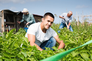 Adult son helps elderly parents to weed potatoes on a summer field. High quality photo