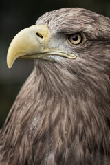 White tailed Eagle
