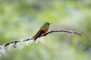 Hummingbird, Cloud Forest of Ecuador