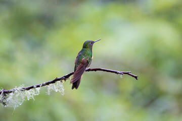 Naklejka na ściany i meble Hummingbird, Cloud Forest of Ecuador
