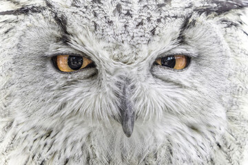 Eurasian eagle-owl