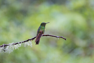 Hummingbird, Cloud Forest of Ecuador