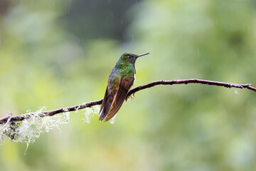 Hummingbird, Cloud Forest of Ecuador