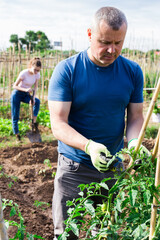 Man gardener with bamboo stick working with seedlings on the field