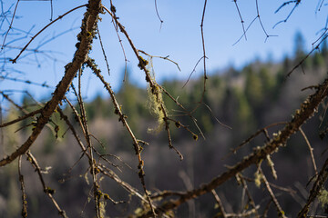 moss and sky