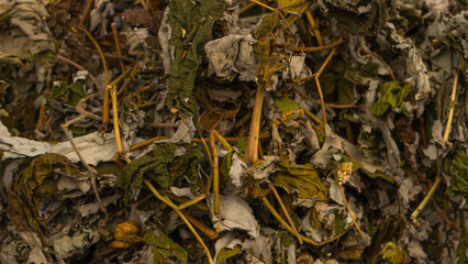 Dry tea leaves as a background.