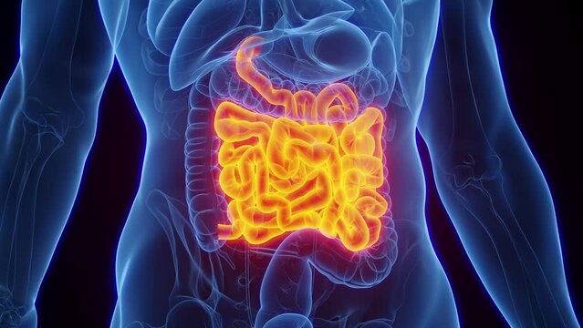 3D rendered medical animation of a man's small bowel.