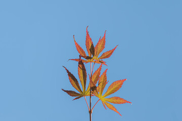 branch with japanese maple leaves on blue sky