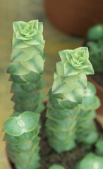 string of buttons plant crassula perforata variegata