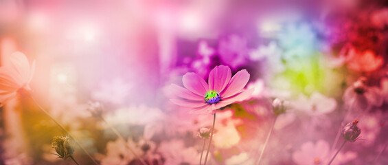 Enchanted garden. Colorful Cosmos Flowers. Blurred, foggy, magic fairy atmosphere