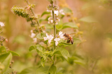 bee on a flower
