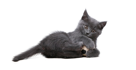 A small gray kitten plays with toy a soccer ball isolated on white background. Cat toys. The cat is...