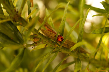 ladybird on a leaf