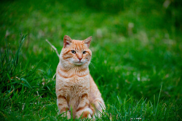 Mirada de gato 