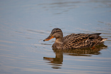 wild duck swims in the lake