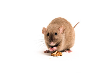 Brown domestic rat Dumbo on a white background eating a nut