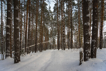 forest in winter