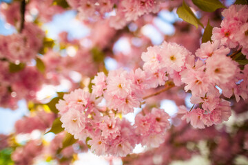 sakura blossom close up flower