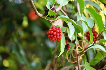 Scarlet kadsura ( Kadsura japonica ) berries.
Schisandraceae evergreen vine tree. Small pale yellow flowers in summer and red aggregate fruits in late autumn. Used for garden trees and hedges.
