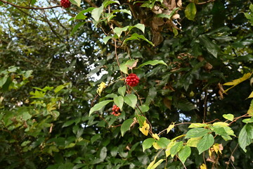 Scarlet kadsura ( Kadsura japonica ) berries.
Schisandraceae evergreen vine tree. Small pale yellow flowers in summer and red aggregate fruits in late autumn. Used for garden trees and hedges.