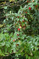 Scarlet kadsura ( Kadsura japonica ) berries.
Schisandraceae evergreen vine tree. Small pale yellow flowers in summer and red aggregate fruits in late autumn. Used for garden trees and hedges.