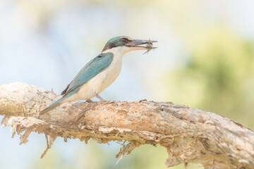 Sacred Kingfisher (todiramphus sanctus) on a perch with a crab in its beak. soft focus with pastel colours, with an isolated background with copy space. 