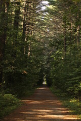 Obraz premium dark dark alley