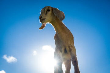 Goat in the meadow in Hawaii