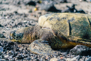 turtle on the beach