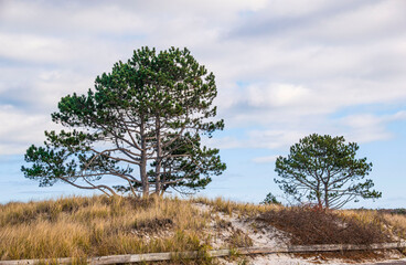 pine trees on the dunes of  wingaersheek beach