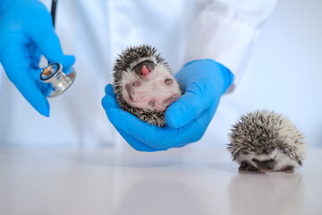 hedgehog health.prickly pets in the hands of a veterinarian in blue medical gloves.Medicine for animals. African pygmy hedgehogs in the hand of a doctor.Examining Baby hedgehog with a veterinarian. © Yuliya