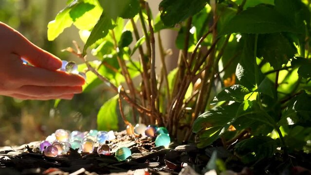 Orbeez Hydrogel Balls. Moisturizing the soil and plants in the garden with hydrogel balls. Hands pour hydrogel balls under the hydrangea bush in the sun.Hydrogel balls for gardening.4k footage