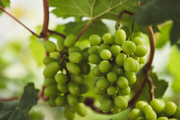 Green grape growing in organic farm