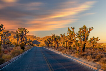 Road trip with Joshua trees at sunset landscape around. California, USA