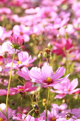 Fototapeta premium 咲き誇る一面のコスモス