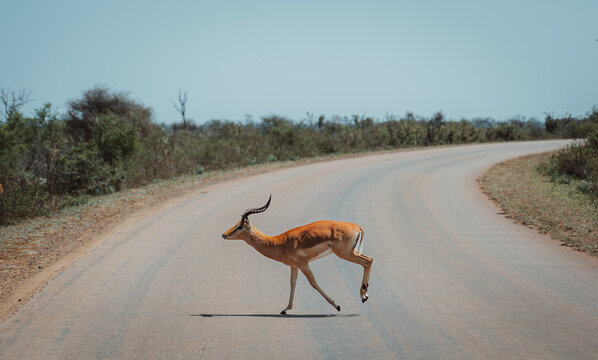 Impala antelope lonely, Kuger National Park safari in South Africa, African continent