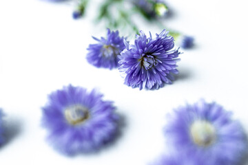 Obraz premium Blur,Purple flowers on white background. The white background filled with purple flowers scattered. Purple daisies spread out on white background. Freshness and beautifulness purple flowers.