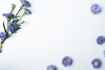 Purple flowers on white background. The white background filled with purple flowers scattered. Purple daisies spread out on white background. Fresh beautifulness  purple flowers and space for text.