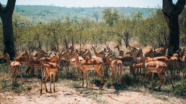 Impala antelope group, Kuger National Park safari in South Africa, African continent
