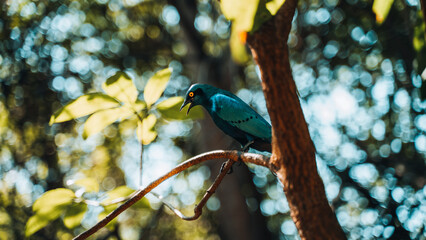 The greater blue-eared starling or greater blue-eared glossy-starling biird (Lamprotornis chalybaeus) looking with yellow eyes, in the wild, safari in Kruger National Park, South Africa