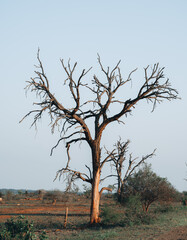 lonely dry tree in safari Kruger National Park, South Africa, african continent