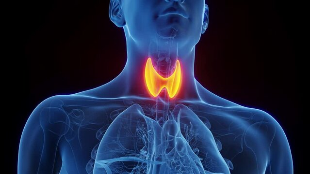 3d rendered medical animation of a male's thyroid gland.