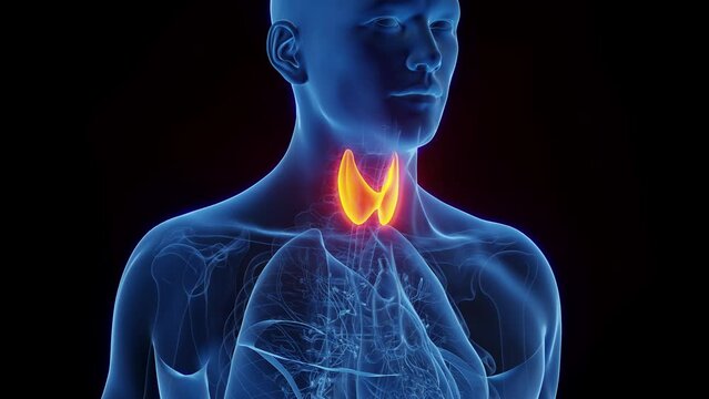 3d rendered medical animation of an adult male's thyroid gland.