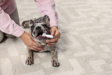Woman brushing dog's teeth on floor at home, closeup. Space for text