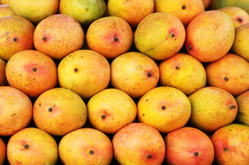 Pile of delicious ripe yellow mangoes, closeup