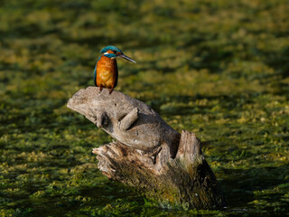 Common Kingfisher sitting on snag in a middle of green pond