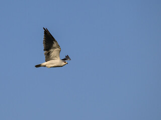 Black-winged Kite flying against blue sky