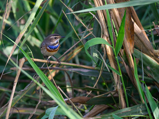 Bluethroat perching on branch, portrait