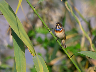 Bluethroat perching on branch, portrait
