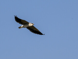 Black-winged Kite flying against blue sky